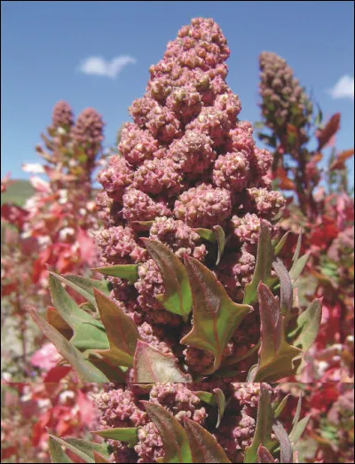 Quel est le genre du nom quinoa, pseudo-céréale du plateau des Andes ?