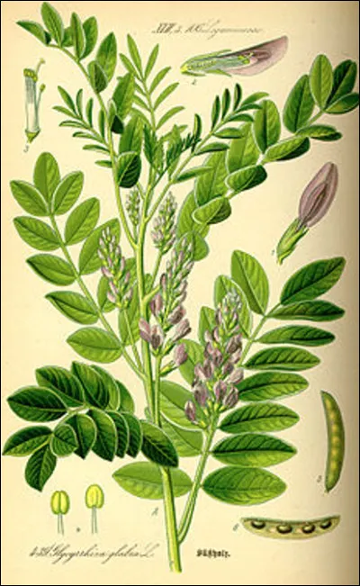 Quel est le genre du nom réglisse, plante vivace aux racines aromatiques ?