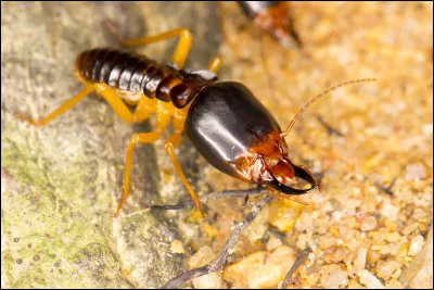 Quel est le genre du nom termite, insecte xylophage des maisons ?