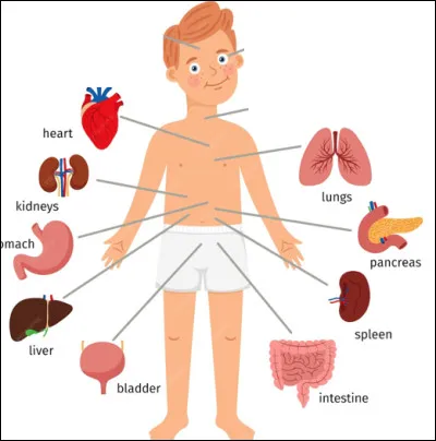 Quel est le genre du nom viscère, organe contenu dans une cavité du corps ?