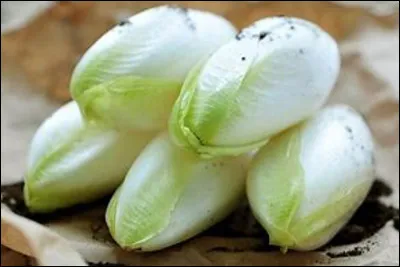 Quel est le genre du nom witloof, variété de chicorée ?