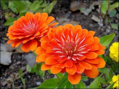 Quel est le genre du nom zinnia, plante ornementale ?