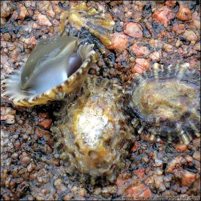 Quel est le genre du nom bernique, un escargot de mer comestible ?