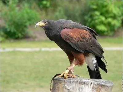 Quel est cet oiseau ?