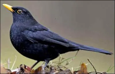 Quel est cet oiseau ?