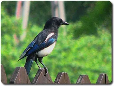 Quel est cet oiseau ?