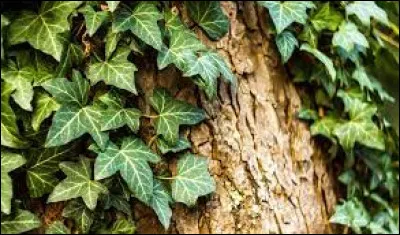 Quelle lettre faut-il remplacer pour obtenir le matériau des châteaux et des cathédrales ?