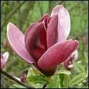 Quelle est cette fleur ?