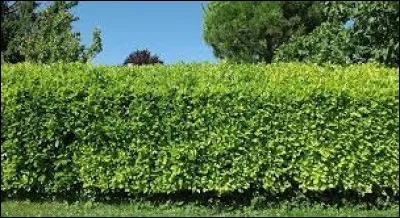 Serez-vous au ras des pâquerettes ?