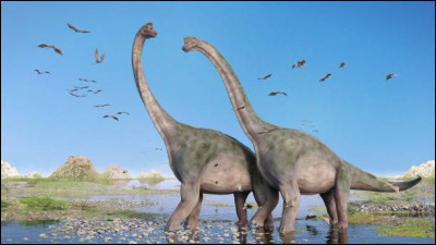 De quoi le diplodocus se nourrissait-il principalement ?