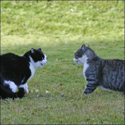 Finalement, la bataille éclate et tu vois un apprenti de ton clan se faire plaquer au sol par un guerrier du clan adverse. Un peu plus loin, ton chef se bat contre trois guerriers ennemis. Que fais-tu ?