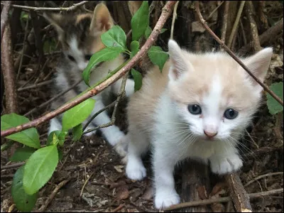 L'apprenti va bien mais ton chef vient de perdre son avant-dernière vie. Que fais-tu ?