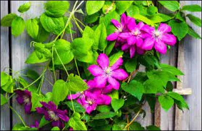 Comment se nomment ces jolies fleurs ?