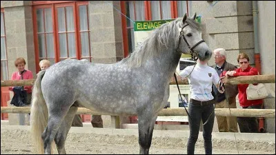 Quelle est cette race de poney ?