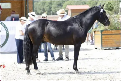 Quelle est cette race de poney ?