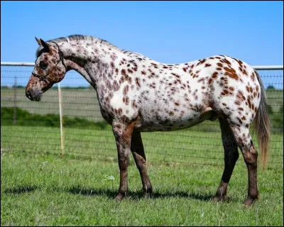 Quelle est cette race de poney ?