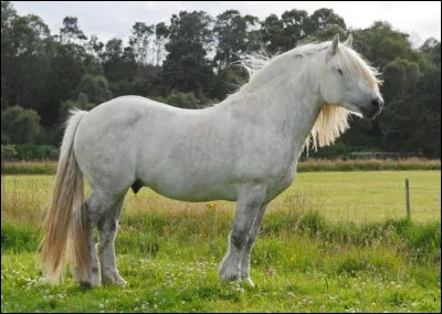 Quelle est cette race de poney ?