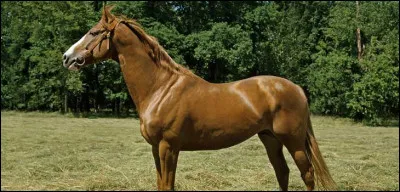 Quelle est cette race de poney ?