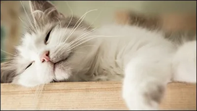 Quel chat aimes-tu le plus ? (cycle 1)