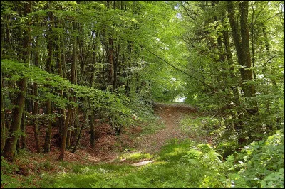 Quels sont ses végétaux ?