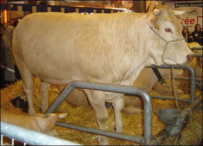 Pour Nina Antony, comment est la sorcière ?