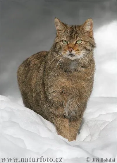 Quelle est la premire lettre du nom de cet animal ?