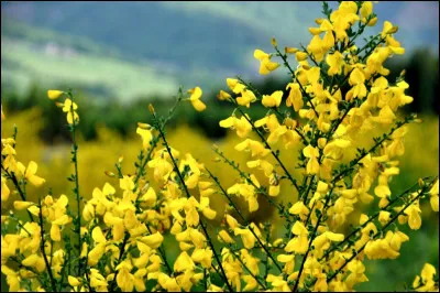 Que sont ces fleurs aux couleurs d'or ?
