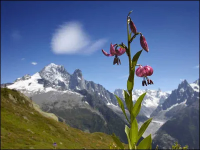 Quelle est cette superbe fleur des montagnes ?