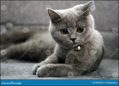 Quelle est cette race de chat ?