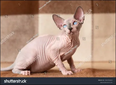 Quelle est cette race de chat ?