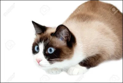 Quelle est cette race de chat ?