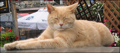 Quelle était la particularité du chat Stubbs, qui vivait à Talkeetna en Alaska, et qui est mort en 2017 ?
