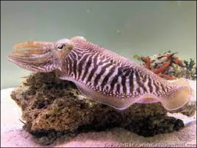 Quel leurre est utilisé pour la pêche du calmar et de la seiche ?