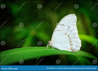 Quelle est la couleur de ce papillon ?