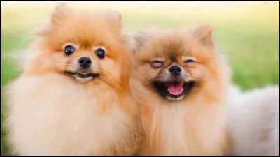 Si tu avais un chien, quel serait son nom ?