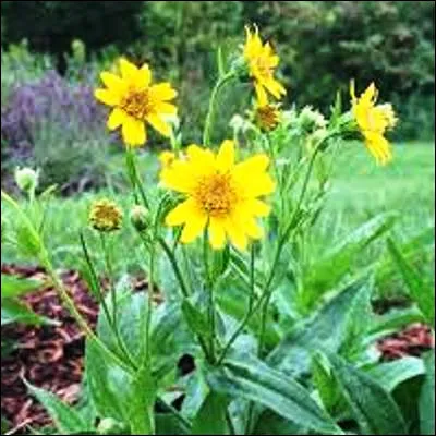 Quelle plante à fleurs jaunes est utilisée depuis lAntiquité pour traiter les petits traumatismes ?