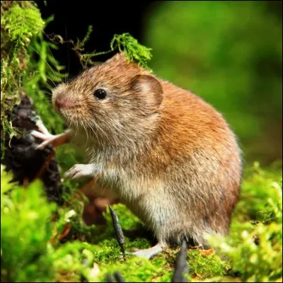Quel rongeur de la famille des muridés se reconnaît à son allure trapue, à sa queue courte et à ses petites oreilles ?