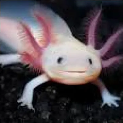 L'axolotl est un animal...
