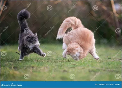 Veux-tu jouer avec d'autres ?