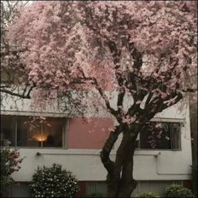 Dans quelle ville te vois-tu habiter ?