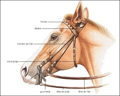Quelle lettre faut-il enlever pour obtenir un pli de la peau ?