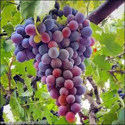 Quelle lettre faut-il remplacer pour obtenir une maladie d'hiver ?