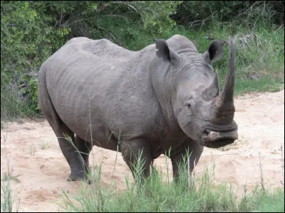 Aimes-tu les animaux ?