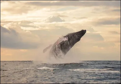 Quel animal préfères-tu ?