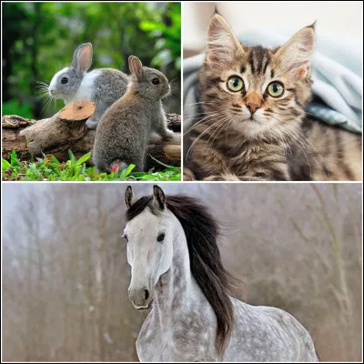 Quel est ton animal préféré ?