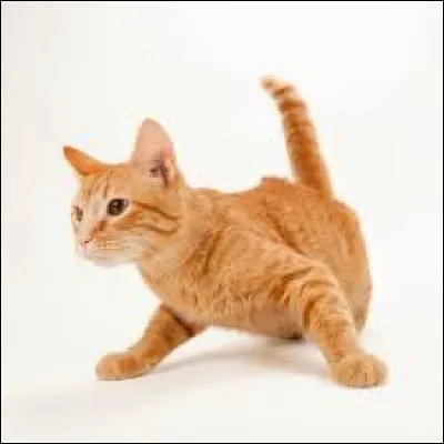 Si tu étais un chat, que ferais-tu de ta journée ?