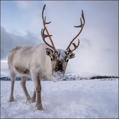 Retour à Noël ! Comment dit-on ''renne'' en anglais ?