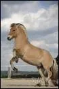 Quelle est cette race de poney ?
