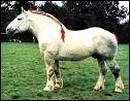Quelle est cette race de cheval ?
