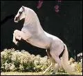Quelle est cette race de cheval ?